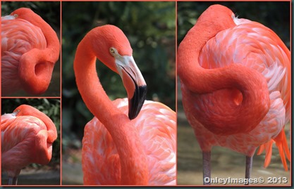 flamingo collage2