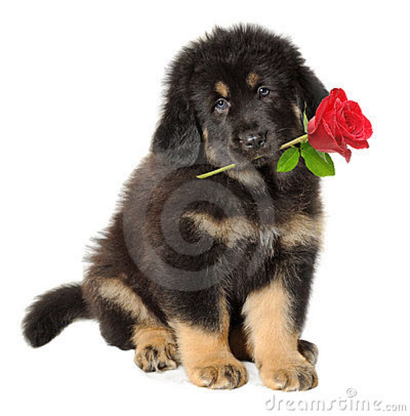[puppy-dog-flower-17285895%255B3%255D.jpg]