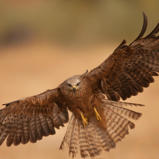 Hd-150261-ascw150261