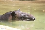 [192]_Tapir_de_Baird_(tapirus_bairdii)1