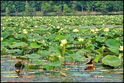 05v - Crossing Honker Dam - Honker Lake Invasive Water Lilies