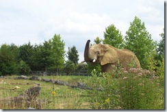 2011.07.26-043 éléphants