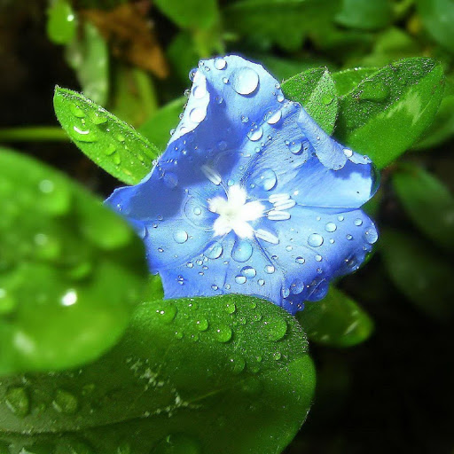 Hd-137981-ascw137981