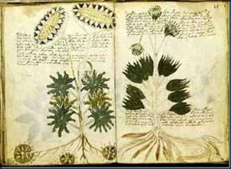 manuscrito-voynich 2