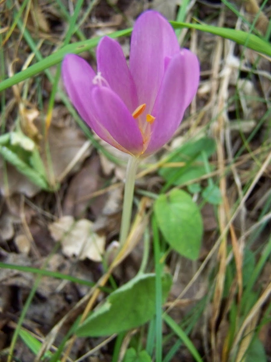 autumn crocus