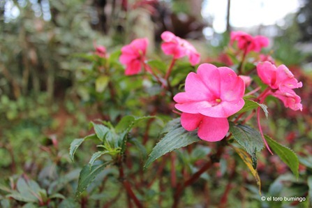 the flowers of baguio