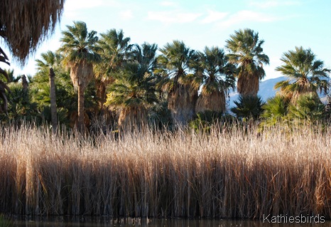 4. reeds n palms-kab