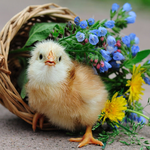 Hd-145951-ascw145951