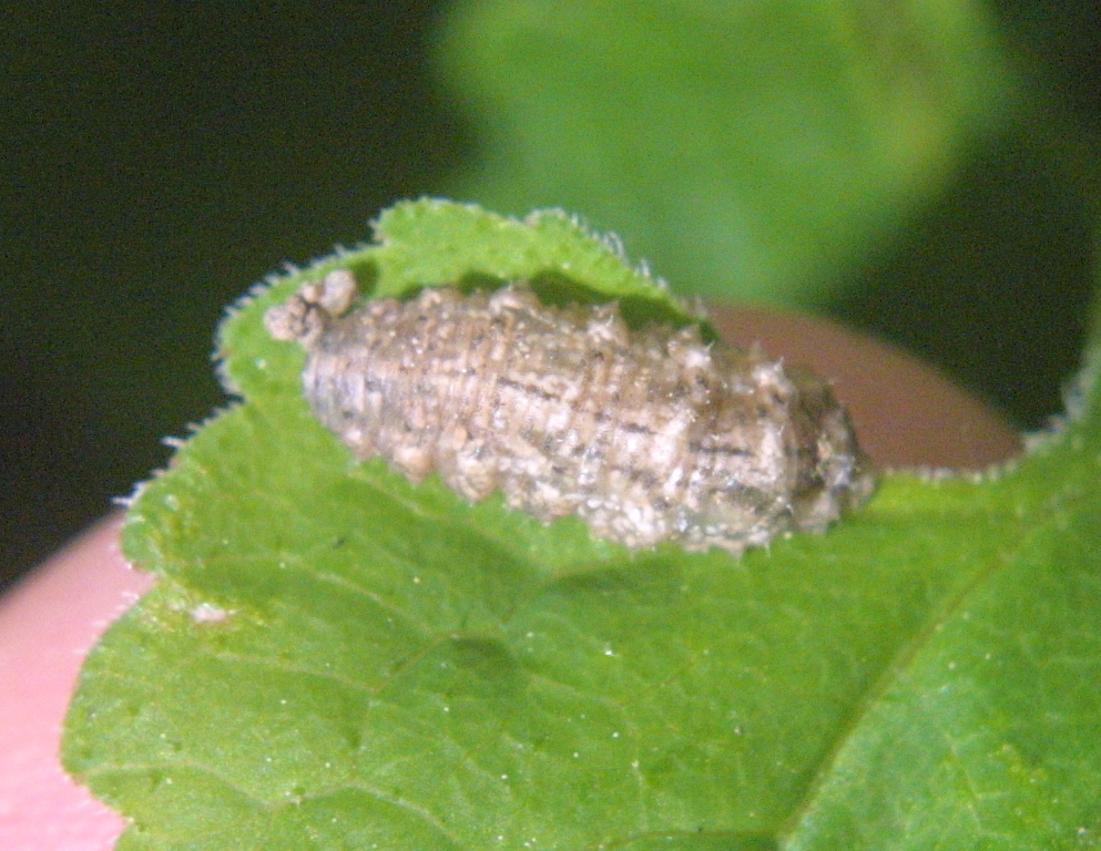 Syrphid Fly Larva