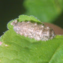 Syrphid Fly Larva
