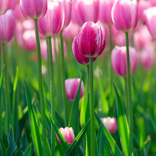 Hd-169626-ascw169626