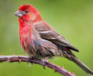 Download mp3 aneka burung finch house finch