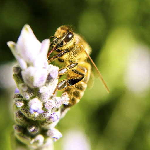 Hd-133718-ascw133718