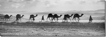 Camel caravan on Mt of Olives, mat14759