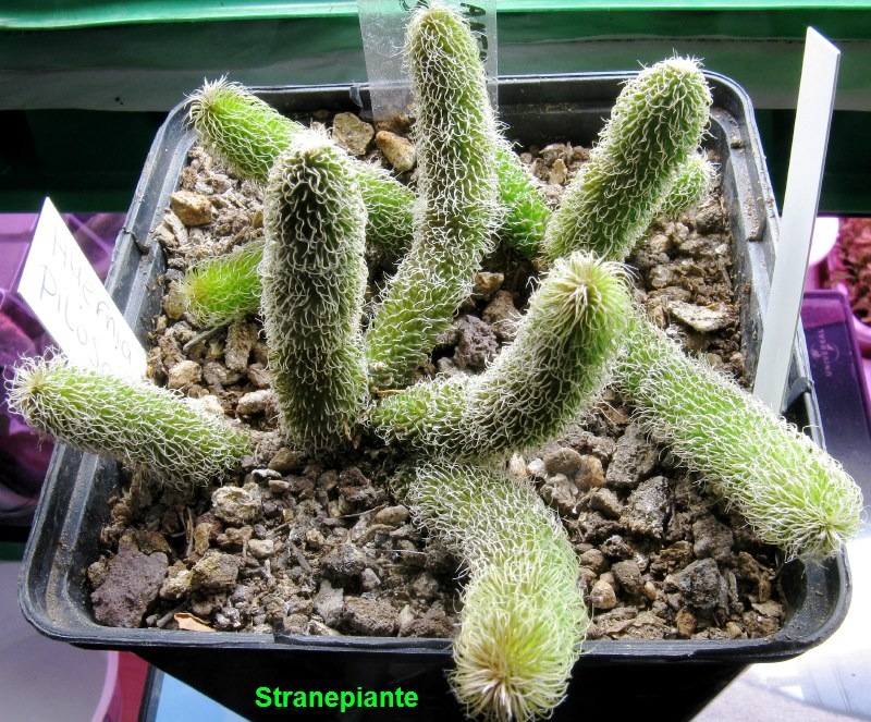[Stapelianthus-pilosus-2009-10-202.jpg]