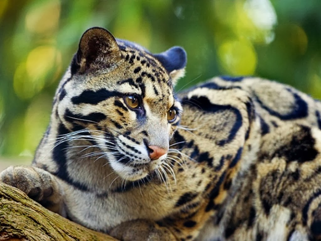 [Amazing%2520Animal%2520Pictures%2520Clouded%2520Leopard%2520%25283%2529%255B4%255D.jpg]