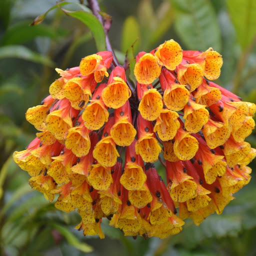 Hd-178075-ascw178075