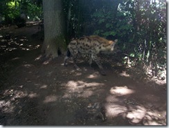 2011.07.26-010 hyène tachetée