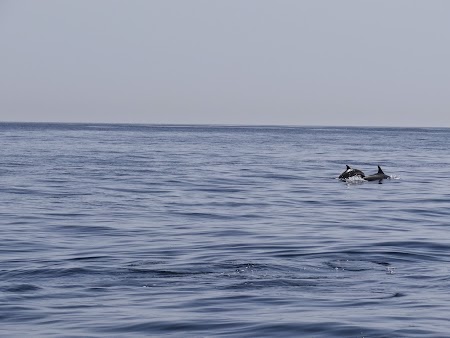 24. Delfini in larg.JPG