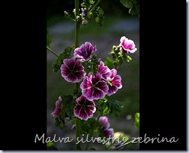 Malva-sylvestris-Zebrina-copie-1