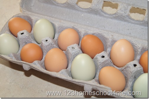 Backyard Chickens 101 - Fresh Eggs Backyard Chickens 101 - Fresh Eggs
