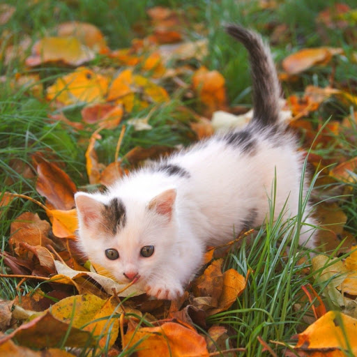 Hd-166070-ascw166070