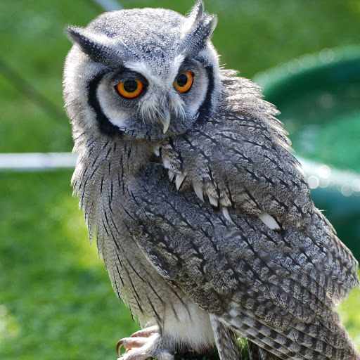 Hd-168062-ascw168062