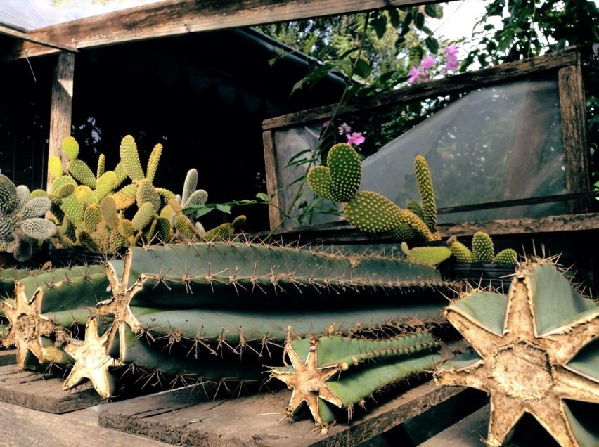 Jardines de cactus y suculentas