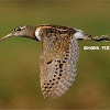Greater Painted - snipe  (Male)