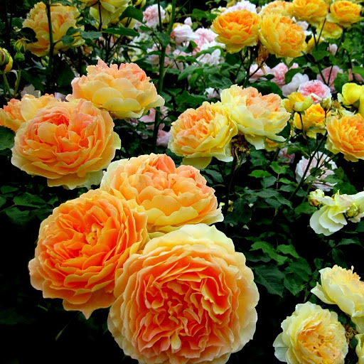 Hd-177141-ascw177141