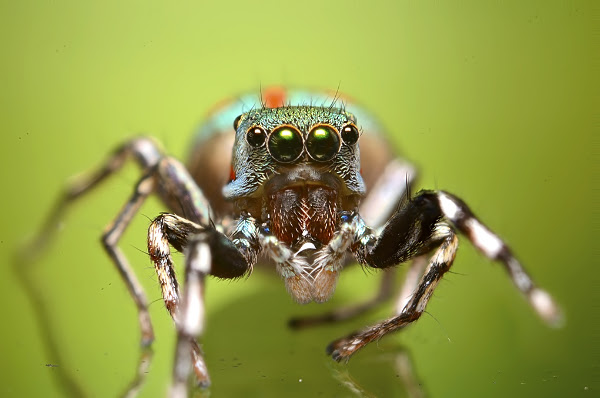 Metallic green Jumping Spider | Project Noah