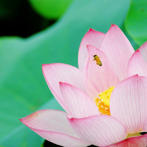 Hd-132603-ascw132603