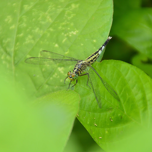 Hd-156043-ascw156043