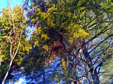 squirrel nest in tree