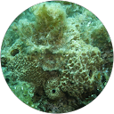 Maruan Khalil Fernandez profile picture