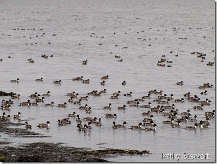 Lots of Pintails