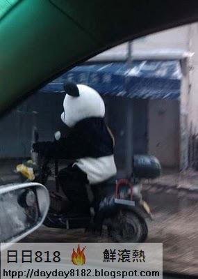 貓熊俠騎車