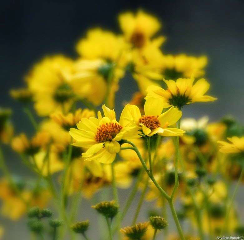 [DSC_3106%255B4%255D.jpg]