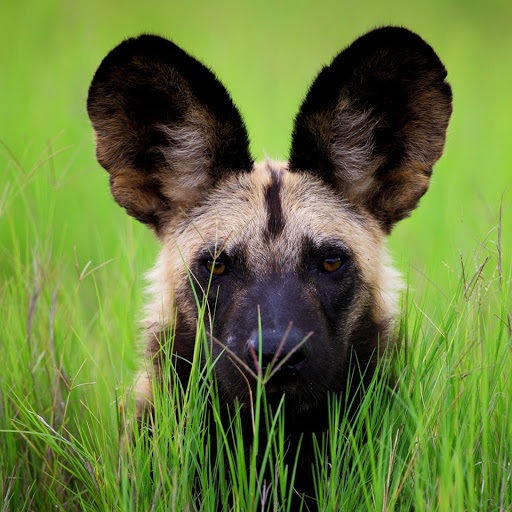 Hd-180079-ascw180079