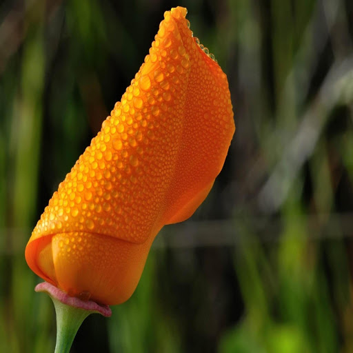 Hd-170070-ascw170070