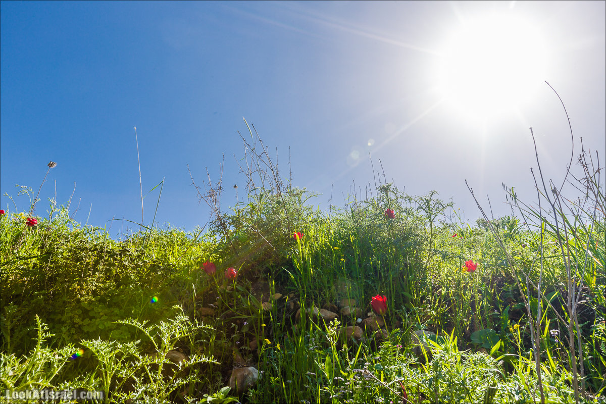 LookAtIsrael.com - Ручей (нахаль) Талкид | Nahal Talkid | נחל תלקיד