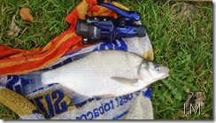 IansFish IansFish