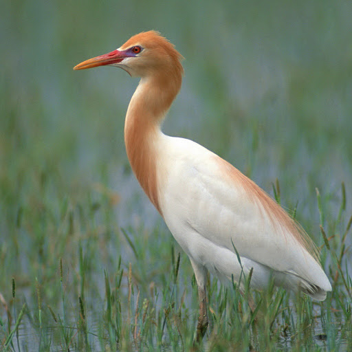 Hd-141261-ascw141261