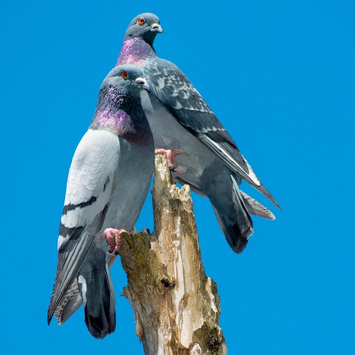 Hd-177767-ascw177767