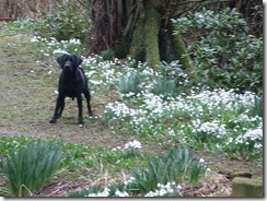 drm c snowdrops  and dog