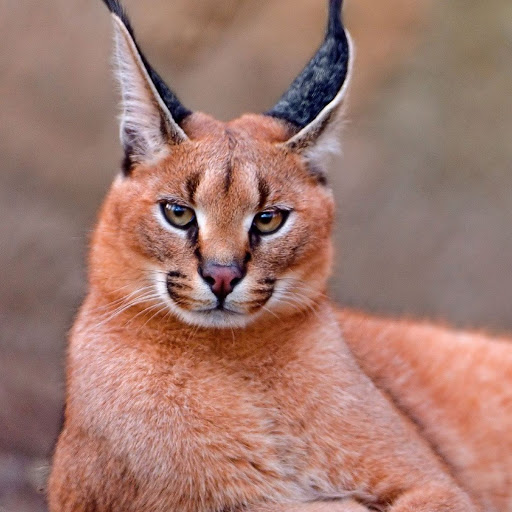 Hd-180442-ascw180442