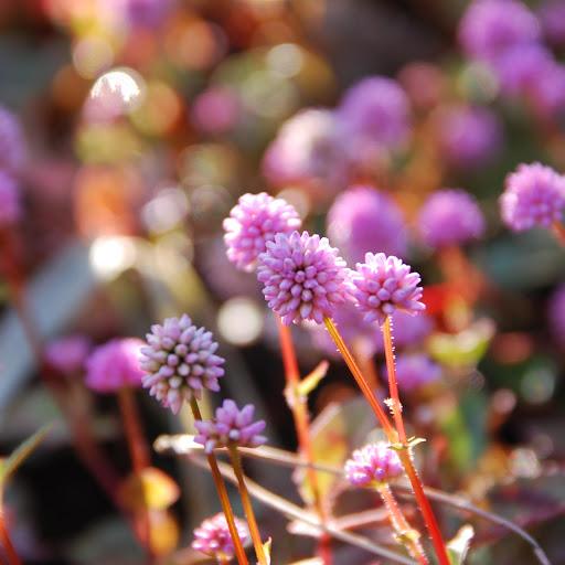 Hd-168807-ascw168807