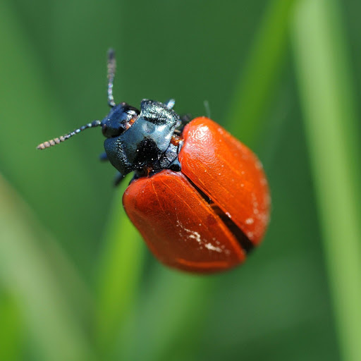 Hd-132495-ascw132495