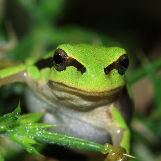 Hd-152858-ascw152858