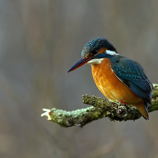 Hd-182613-ascw182613